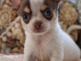 Chihuahua puppies for sale