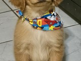 Golden retriever 