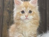Tengo 4 gatitos Maine coon disponib