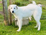 Maremma de 5 meses 