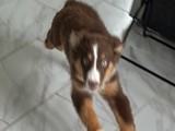 Australian Shepherd de 5 meses 
