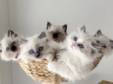 Hermoso gatito ragdoll asequible
