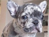 Hermosa French bulldog AKC y Vac