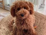 STANDARD POODLE NENAS Y NENES AKC