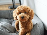 Preciosa Mini Goldendoodle 