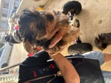 Yorkie ,puro 100% nació el 3 de jun