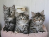 Gato siberiano bebe