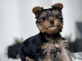 Teacup Yorkie Puppies for sale