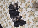 Hermosos Mini Schnauzers