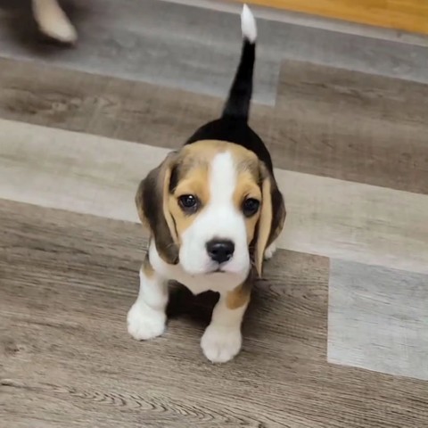 Cachorros Beagle de Pura Raza, Ma...