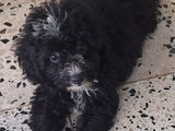 Toy poodle pura nena negra 3 meses