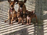 Chiguaguas pequeños nenas