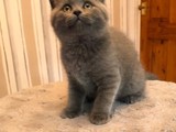 Gatitos británicos 