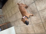 Boxer 2 1/2 meses vacunas y papeles