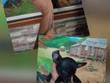 Se vende chihuahua 