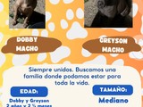 Hermanos Pitbulls