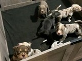 Beautiful pitbull puppies 