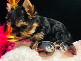 Teacup Yorkie puppies