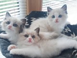 Gatitos Ragdoll en venta a buenos h