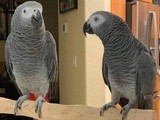 loros grises africanos