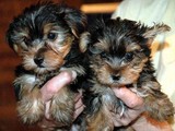  Cachorros de Yorkie en adopción
