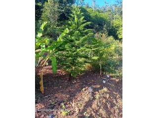 Se vende hermosa finca 104 cuerdas