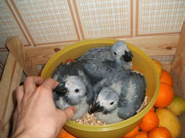 --Calidad fértiles huevos de loros