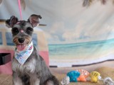 Schnauzer Hembra en venta 