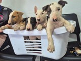 AKC Bull Terrier Puppies. 