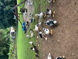 Patos jóvenes en venta