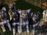Cachorros de Pastor Alemán en venta