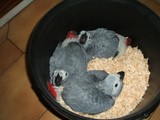 Loros Grises Africanos bien entrena
