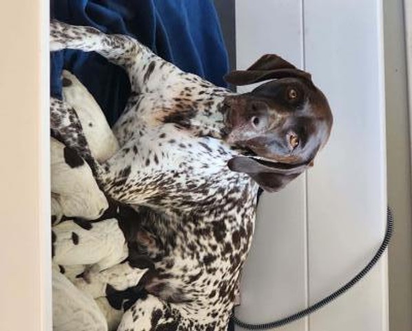 German Shorthair Pups AKC