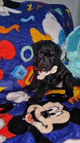 Mini Poodles