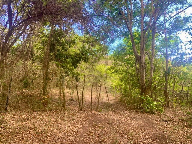 TERRENO JUANA DIAZ BO GUAYACAL