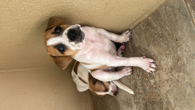 Perritos ADÓPTAME