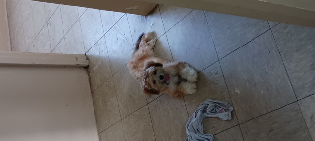 Perro 5 meses Yorkie-Bichon