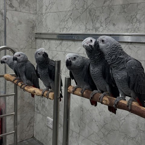 *Hablando, Saludable loros y huevos