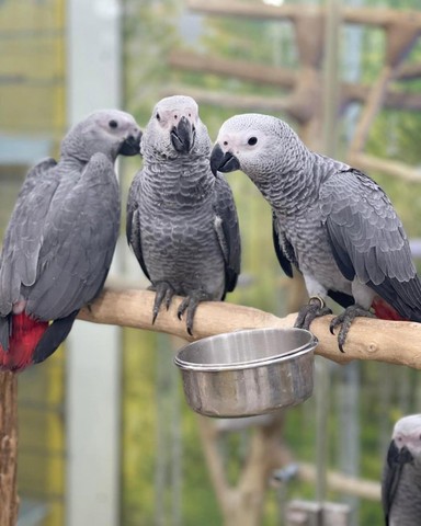 Bebé de loros y todas las especies
