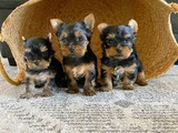 Yorkie hembra 