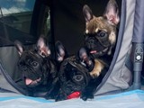 French Bulldogs Hembra