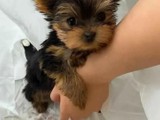 Preciosos cachorros de Yorkshire Te