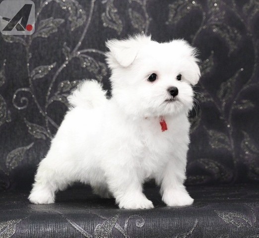 Dos cachorros malteses miniatura bu