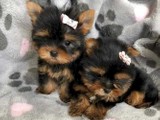 Cachorros Yorkshire Terrier machos 