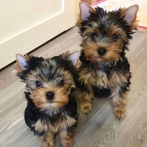 Cachorros Yorkshire Terrier Miniatu