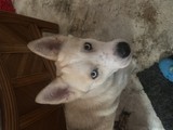 Busco novia husky 