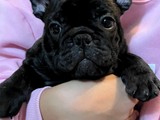 French Bulldog Hembra