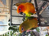 Cotorras del sol (Aratinga)