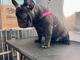 French Bulldog Hembra