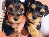 Cachorros Yorkshire Terrier en vent